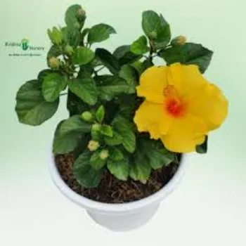 RAJESWARI NURSERY Hybrid Plant